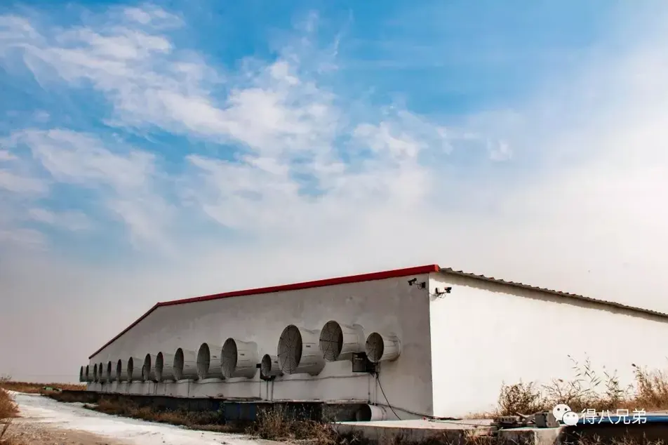 Domuz çiftliği elektrik faturalarından% 50 nasıl tasarruf edilir